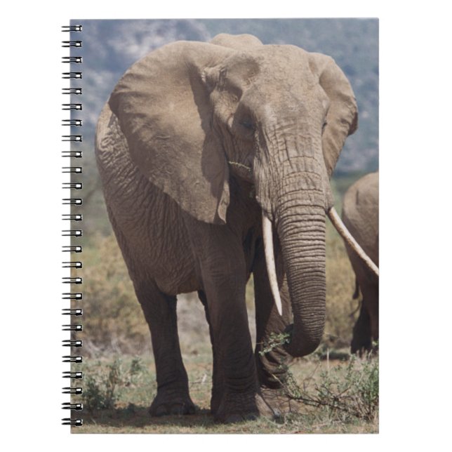 Mother elephant walking with elephant calf notebook (Front)