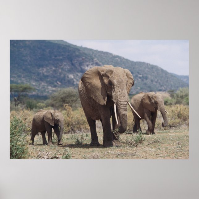 Mother elephant walking with elephant calf poster (Front)