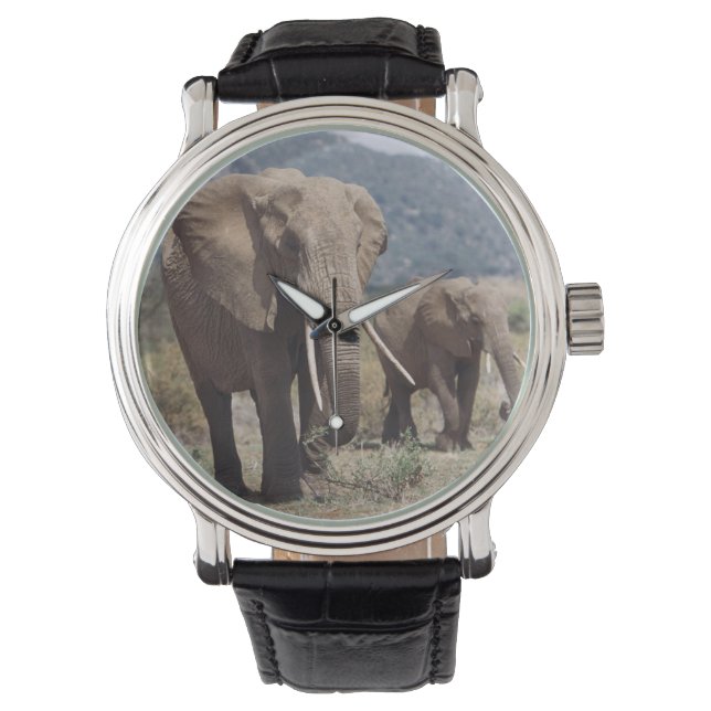 Mother elephant walking with elephant calf watch (Front)