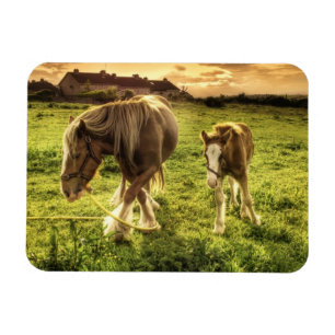 Mother & Foal Horse Magnet