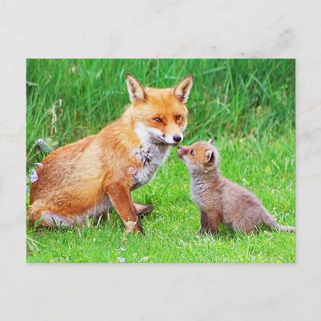 Mother fox and cub postcard (Front)
