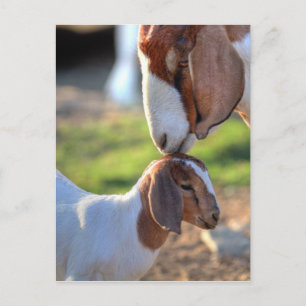 Mother Goat & Baby Postcard