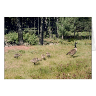Mother Goose