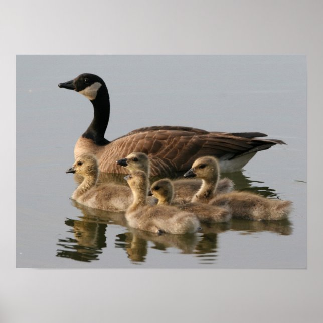 Mother Goose and Her Goslings Poster (Front)