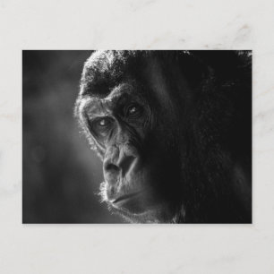 Mother Gorilla Postcard