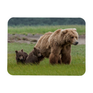 Mother Grizzly Bear with Twin Cubs Magnet