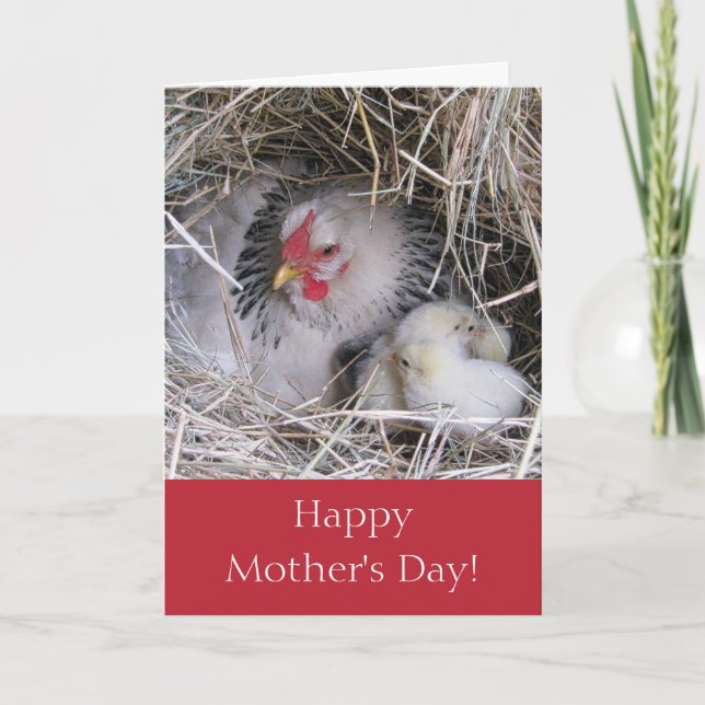 Mother Hen with New Chicks Greeting Card (Front)