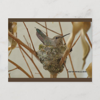 Mother Hummingbird | Blue Beach Song™ Postcard