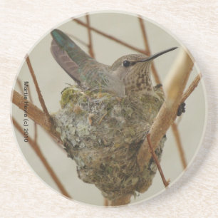 Mother Hummingbird Coaster