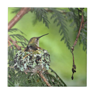 Mother Hummingbird on Nest Tile