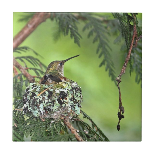 Mother Hummingbird on Nest Tile (Front)