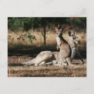Mother Kangaroo and Joey Relaxing Postcard