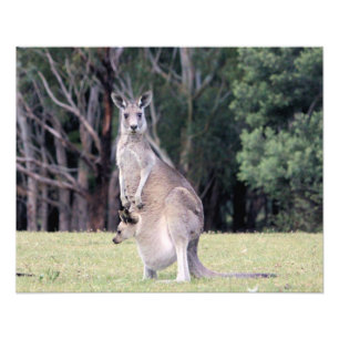 Mother Kangaroo with Baby Joey in Her Pouch Photo Print