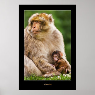 Mother Macaque and Baby Poster