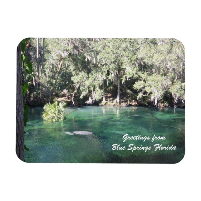 Mother Manatee with calf Blue Springs Personalise  Magnet (Horizontal)