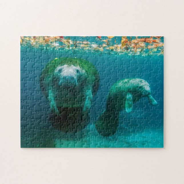Mother manatee with her calf in Crystal River Jigsaw Puzzle (Horizontal)