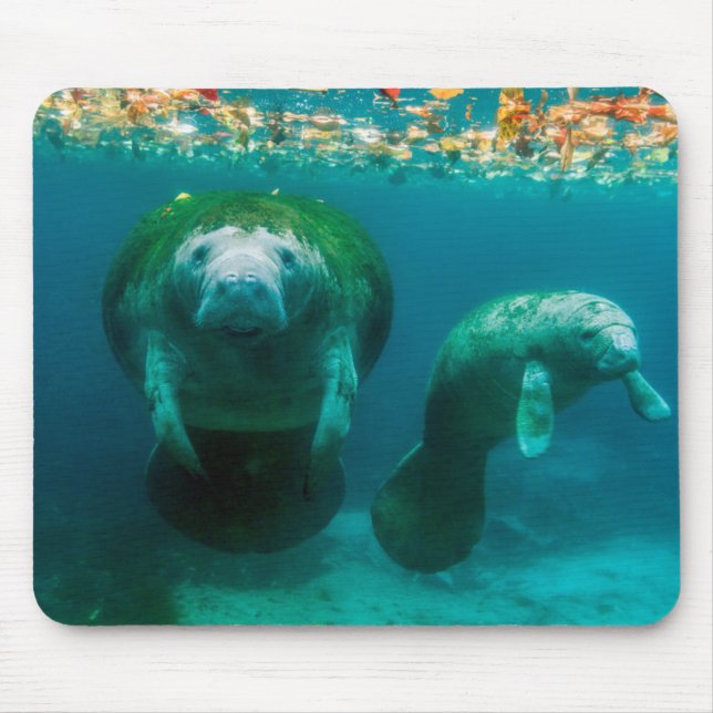 Mother manatee with her calf in Crystal River Mouse Pad (Front)