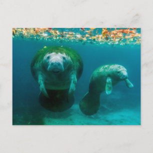 Mother manatee with her calf in Crystal River Postcard