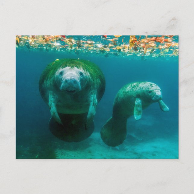 Mother manatee with her calf in Crystal River Postcard (Front)