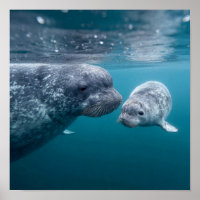Mother Narwhal & Calf - First Swim in the Arctic