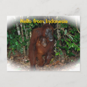 Mother Orangutan and Baby in Nature Postcard