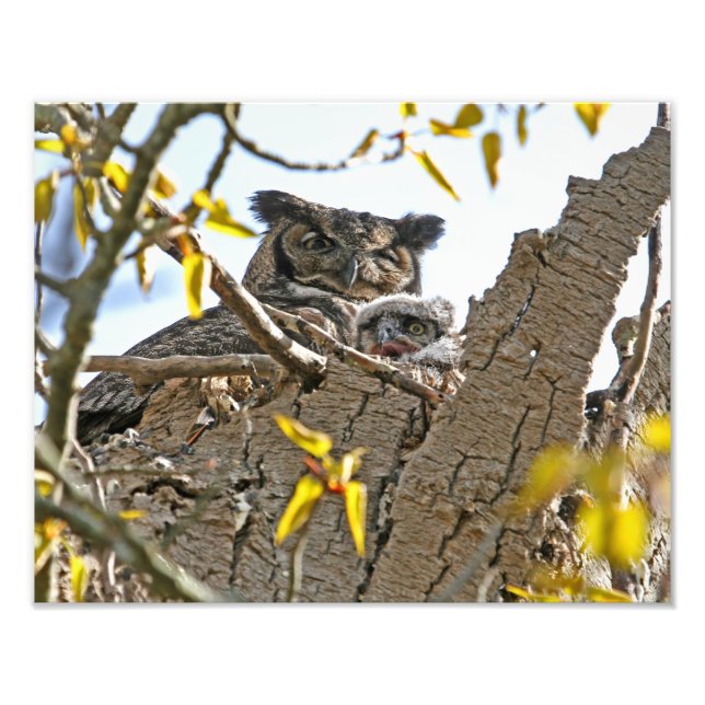 Mother Owl and Baby in Nest Photo Print (Front)