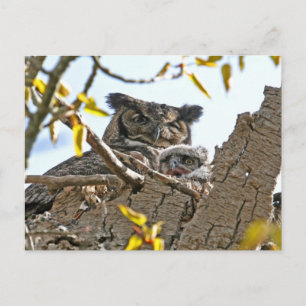 Mother Owl and Baby in Nest Postcard