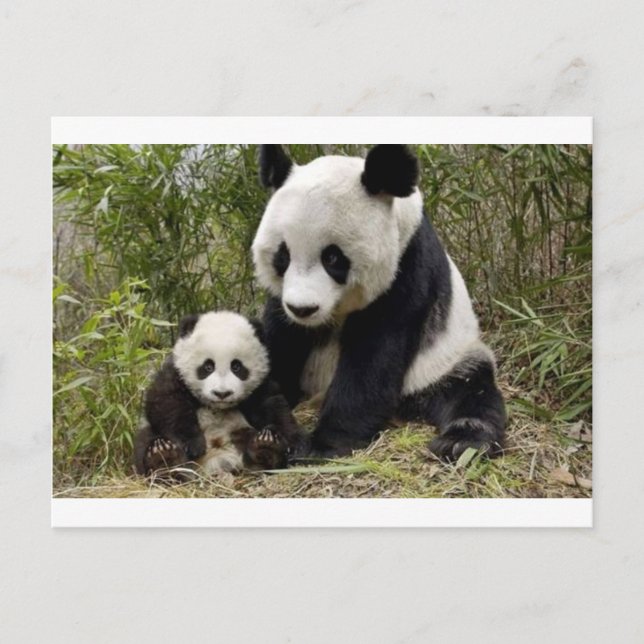 Mother Panda With Her Cub Postcard (Front)