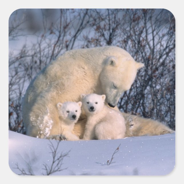 Mother Polar Bear Sitting with Twins, Square Sticker (Front)