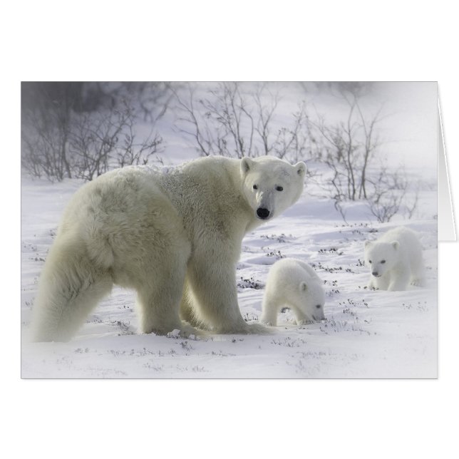 Mother polar bear with young cubs (Front Horizontal)