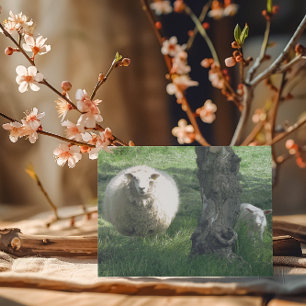 Mother Sheep and lamb  Card