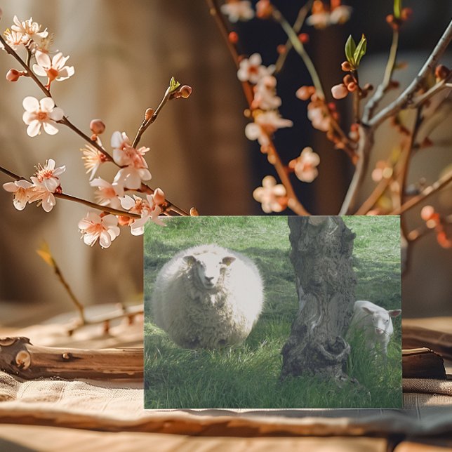 Mother Sheep and lamb  Card (Creator Uploaded)