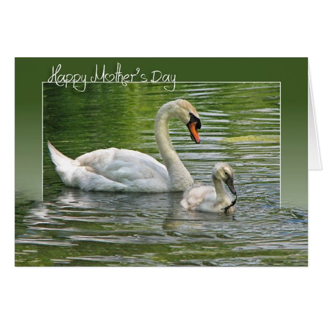 Mother Swan with Cygnet (Front Horizontal)