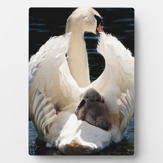 Mother Swan with Cygnets (baby swans) Plaque (Front)