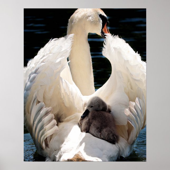 Mother Swan with Cygnets (baby swans) Poster (Front)