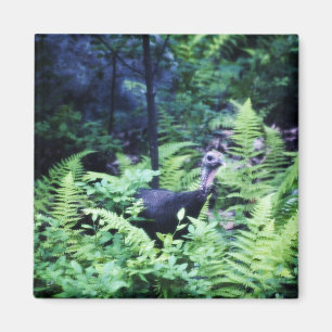 Mother Turkey in Ferns Magnet