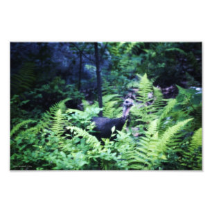 Mother Turkey in Ferns Photo Print