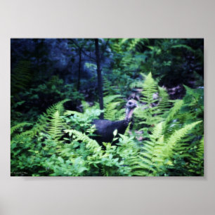 Mother Turkey in Ferns Poster
