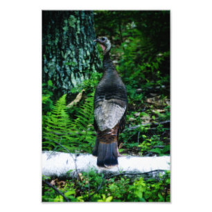 Mother Turkey Photo Print