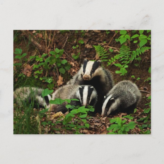 Mother with baby's badger postcard (Front)