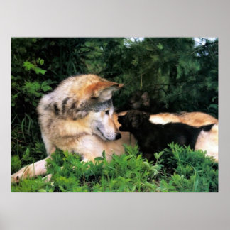 MOTHER WOLF LISTENS TO PUPS POSTER