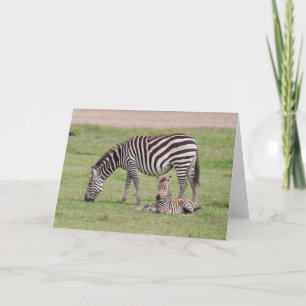 Mother Zebra with Newborn Colt Card