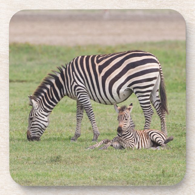 Mother Zebra with Newborn Colt Coaster (Front)