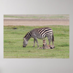 Mother Zebra with Newborn Colt Poster