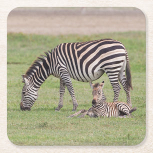 Mother Zebra with Newborn Colt Square Paper Coaster