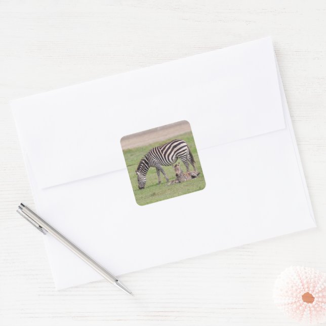 Mother Zebra with Newborn Colt Square Sticker (Envelope)