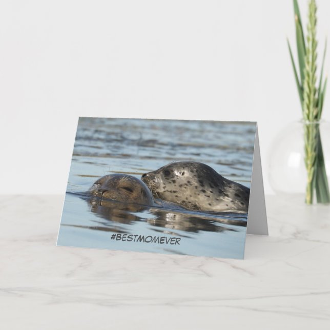 Mother's Day card featuring Harbour seals (Front)