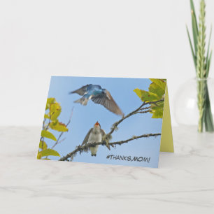 Mother's Day card featuring tree swallows