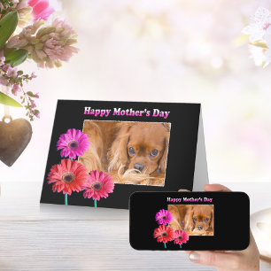 Mother's Day Cavalier King Charles Daisies Card