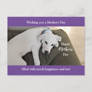Mother's Day Cute Tired White Puppy Dog Purple Holiday Postcard